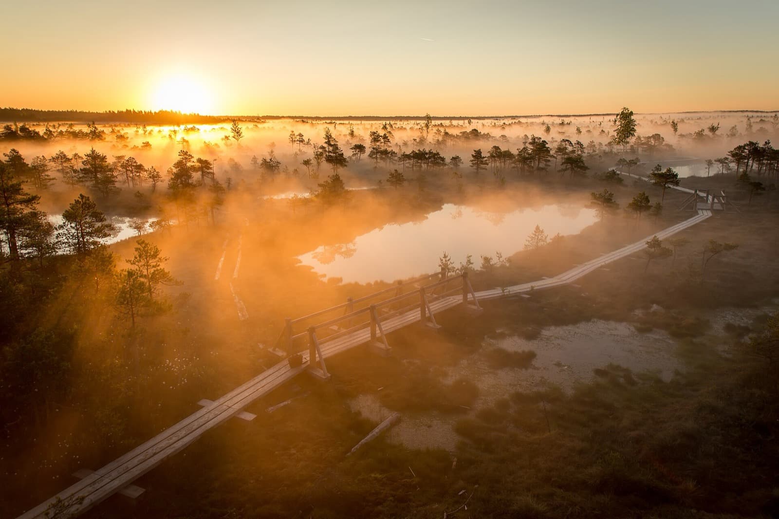 The wooden boardwalk crossing the Great Ķemeri Bog at sunrise, with mist over the bog pools and pines, Ķemeri National Park, Latvia.