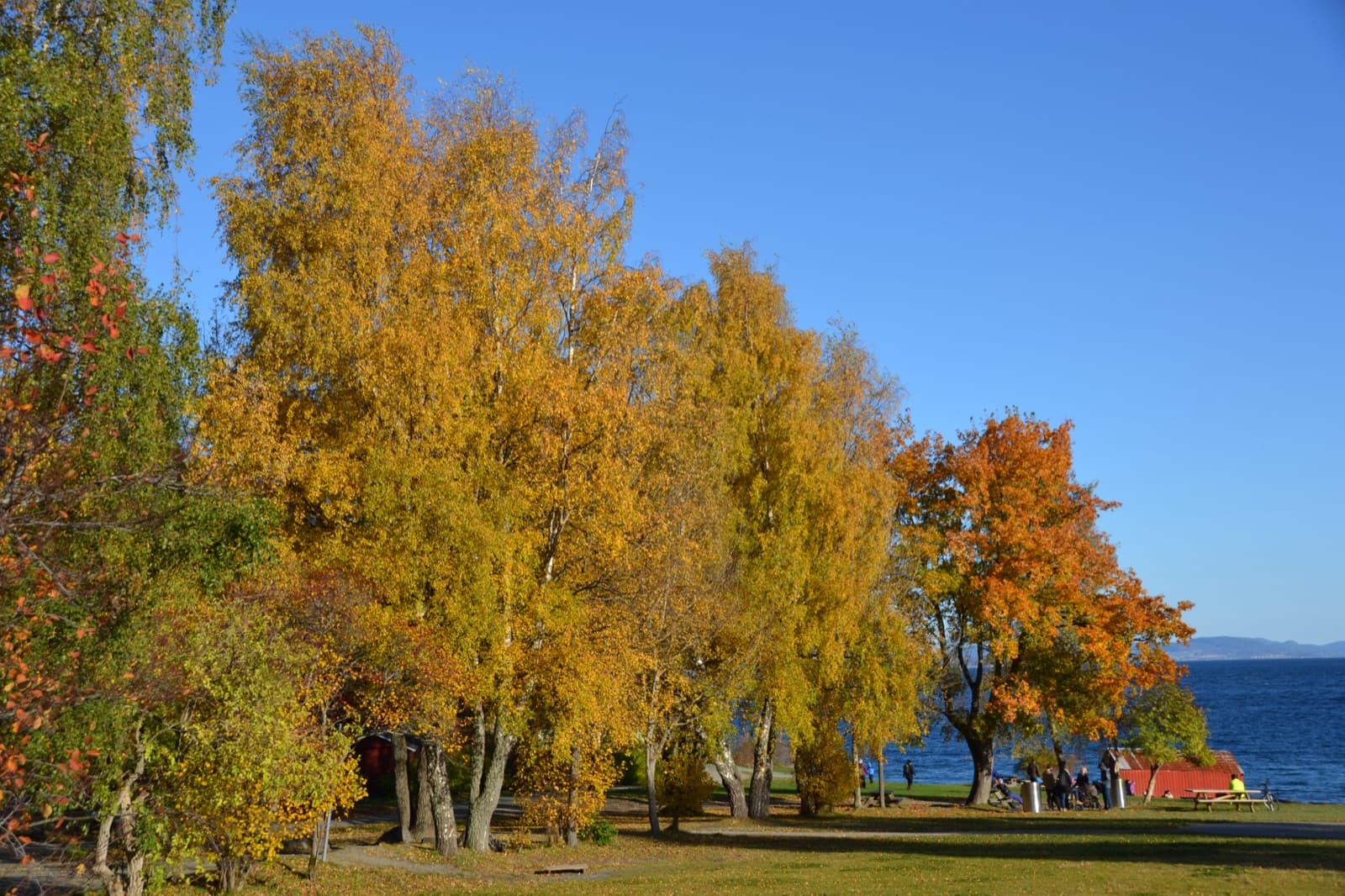 Golden autumn birches along the shoreline park beside the Trondheim Fjord at Lade, Trondheim, Norway.