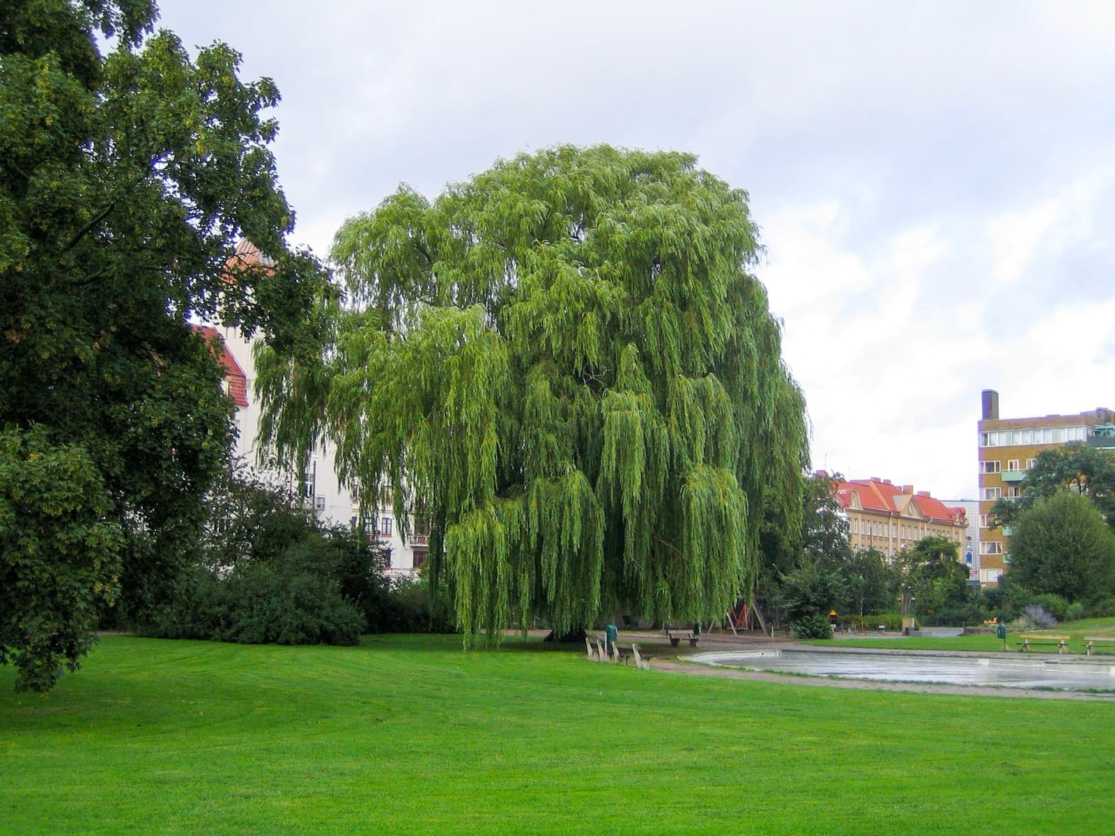 Lawns and trees in Rörsjöparken, the central park of the Rörsjöstaden district in Malmö, Sweden.