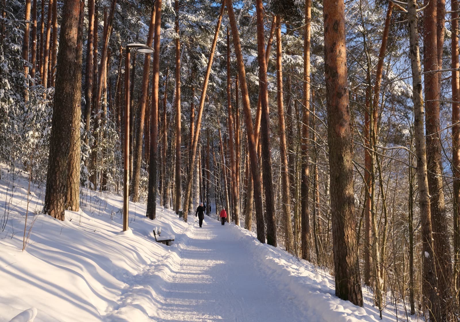 The Pyynikki shore path running through tall pines on the ridge in Pyynikki, Tampere, under fresh snow with walkers on the trail ahead.
