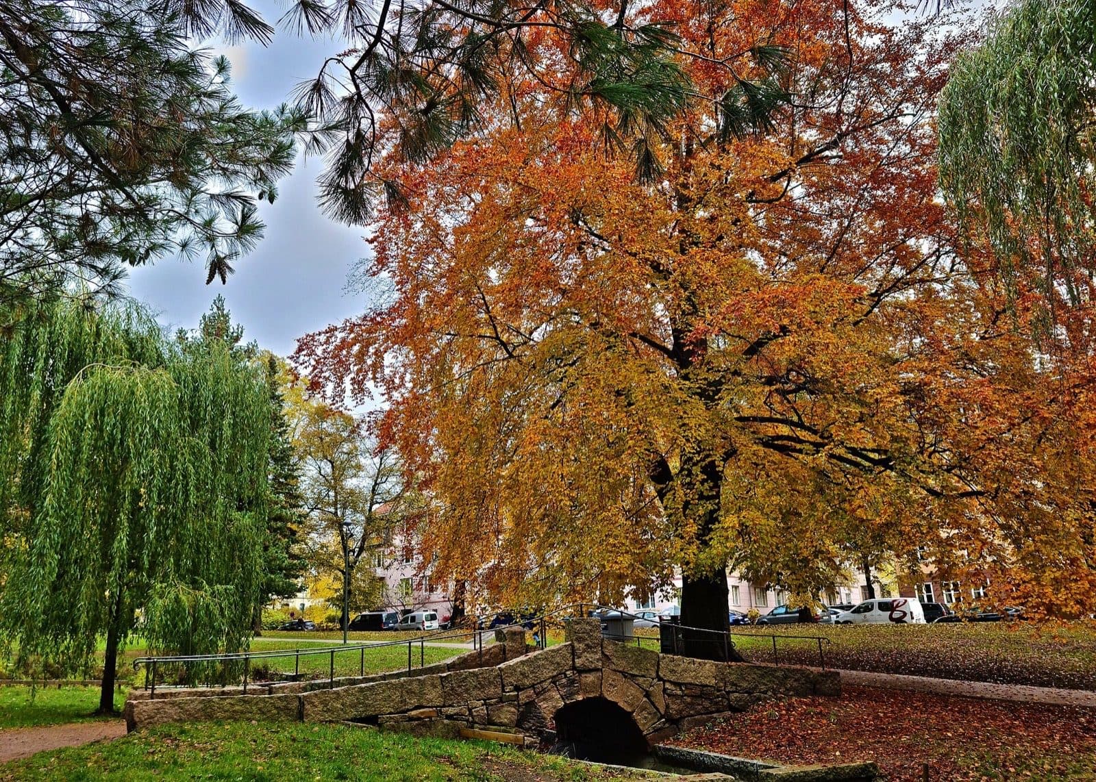 Autumn colour in St. Hanshaugen park in Oslo, with the old stone bridge in the foreground and apartment blocks along the park edge.